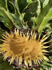 Carlina acanthifolia