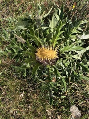 Carlina acanthifolia