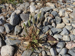 Phleum exaratum