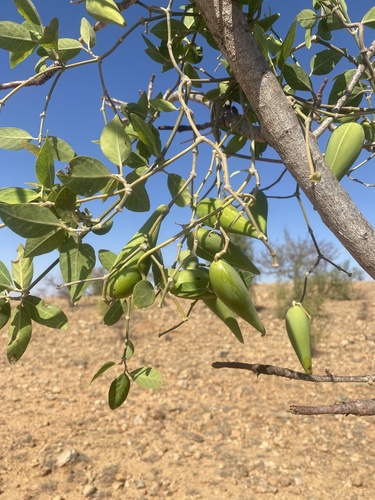Leptadenia madagascariensis