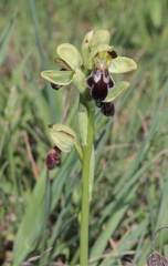 Ophrys vasconica