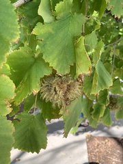 Corylus colurna