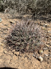 Ferocactus viridescens