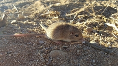 Chaetodipus baileyi