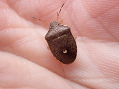 Holcostethus limbolarius