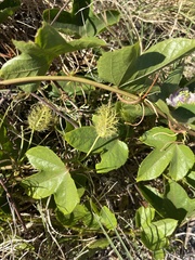 Passiflora ciliata