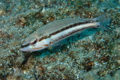Serranus cabrilla