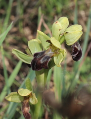 Ophrys vasconica