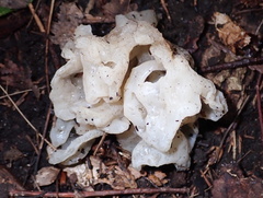 Sebacina sparassoidea