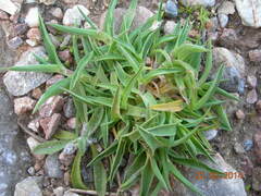 Phleum exaratum
