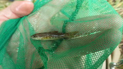 Salmo salar