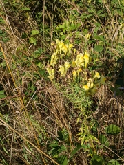 Linaria vulgaris
