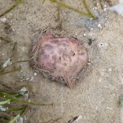 Spatangoida