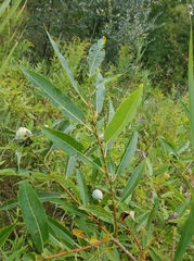Salix eriocephala