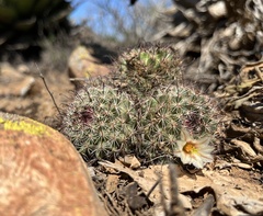 Mammillaria dioica dioica