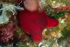 Halocynthia papillosa