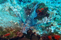 Pterois miles