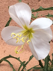 Oenothera pallida
