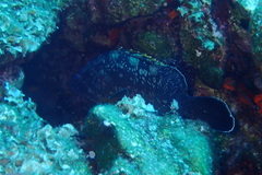 Epinephelus marginatus