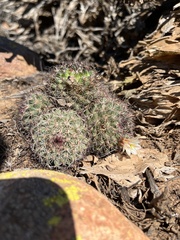 Mammillaria dioica dioica