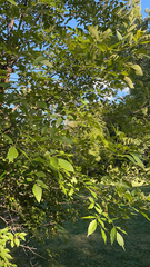 Fraxinus velutina