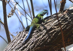 Sceloporus formosus