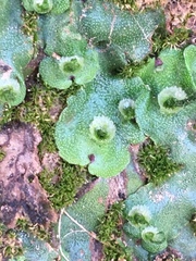 Marchantia paleacea