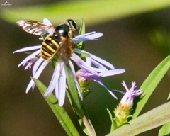 Sericomyia chalcopyga