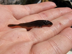 Caudata