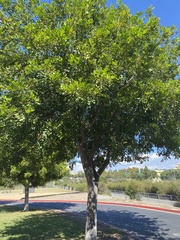 Cupaniopsis anacardioides