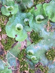 Marchantia paleacea