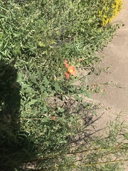 Sphaeralcea fendleri