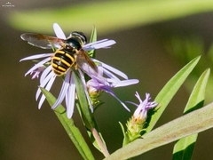 Sericomyia chalcopyga