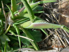 Phleum exaratum