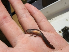 Caudata