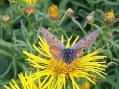 Lycaena alciphron