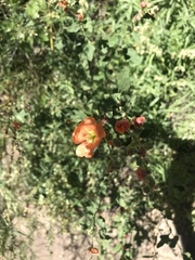 Sphaeralcea fendleri