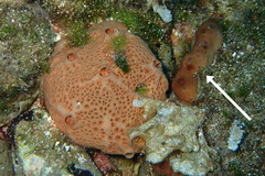 Chondrilla nucula