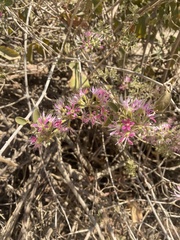 Combretum albiflorum image