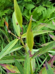 Asclepias incarnata