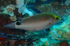 Symphodus mediterraneus