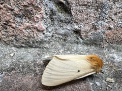 Lemonia taraxaci
