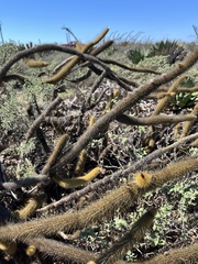 Bergerocactus emoryi