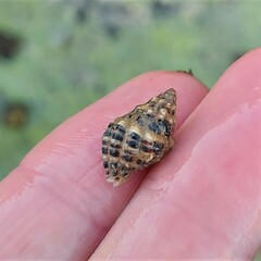 Muricidae