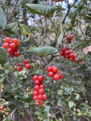 Lonicera hispidula