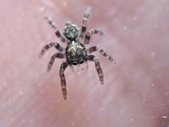 Pseudeuophrys erratica