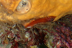 Tripterygion melanurus