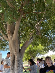 Cupaniopsis anacardioides