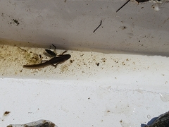 Caudata