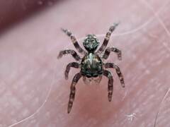 Pseudeuophrys erratica